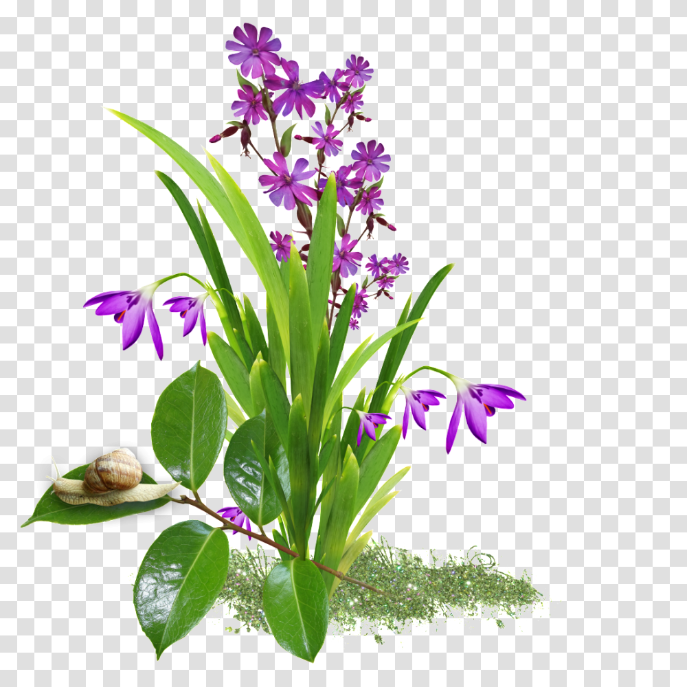 Background Of Orchid Free Download Vector, Plant, Purple, Iris, Flower Transparent Png