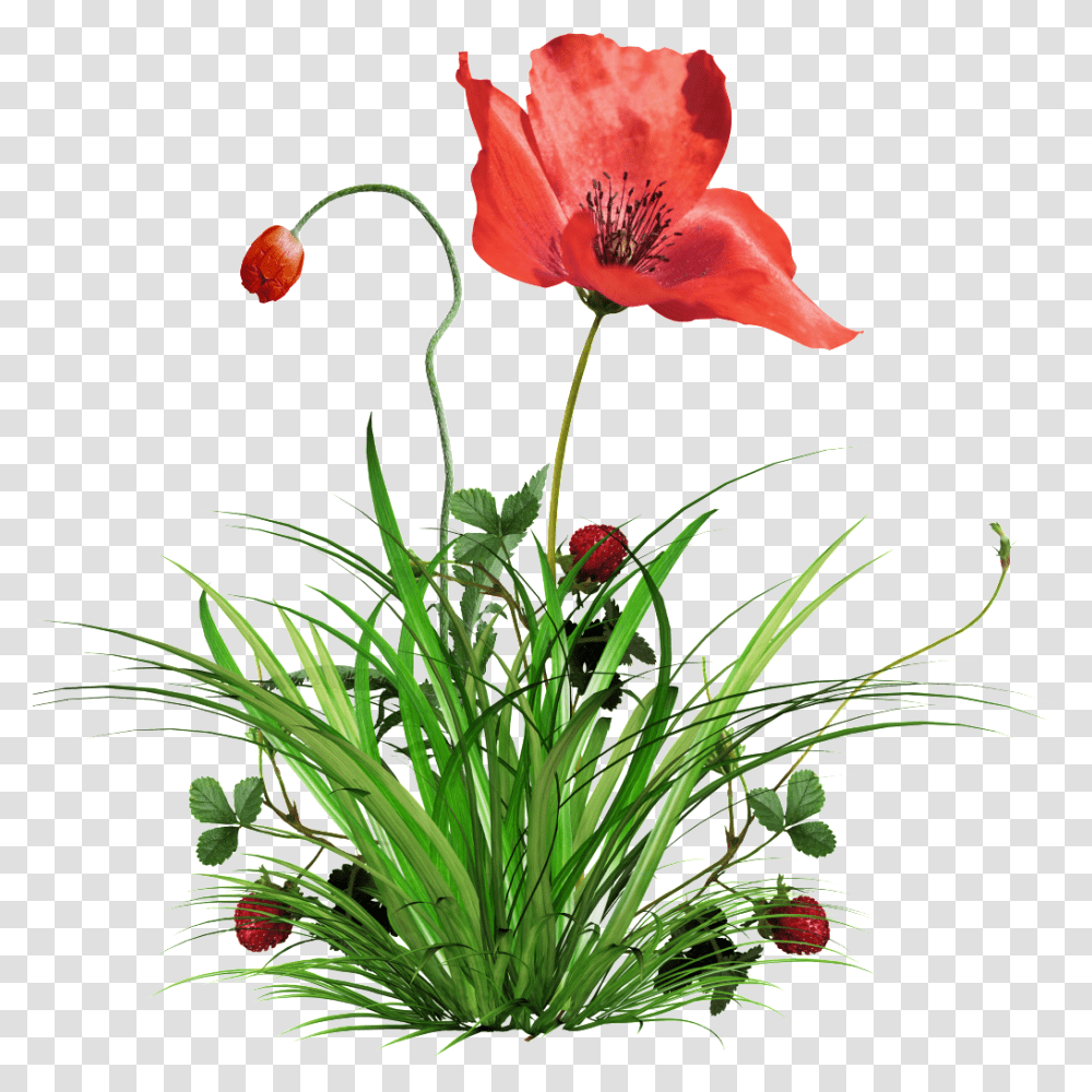 Background Of Poppies And Grass Free Download, Plant, Flower, Blossom, Poppy Transparent Png