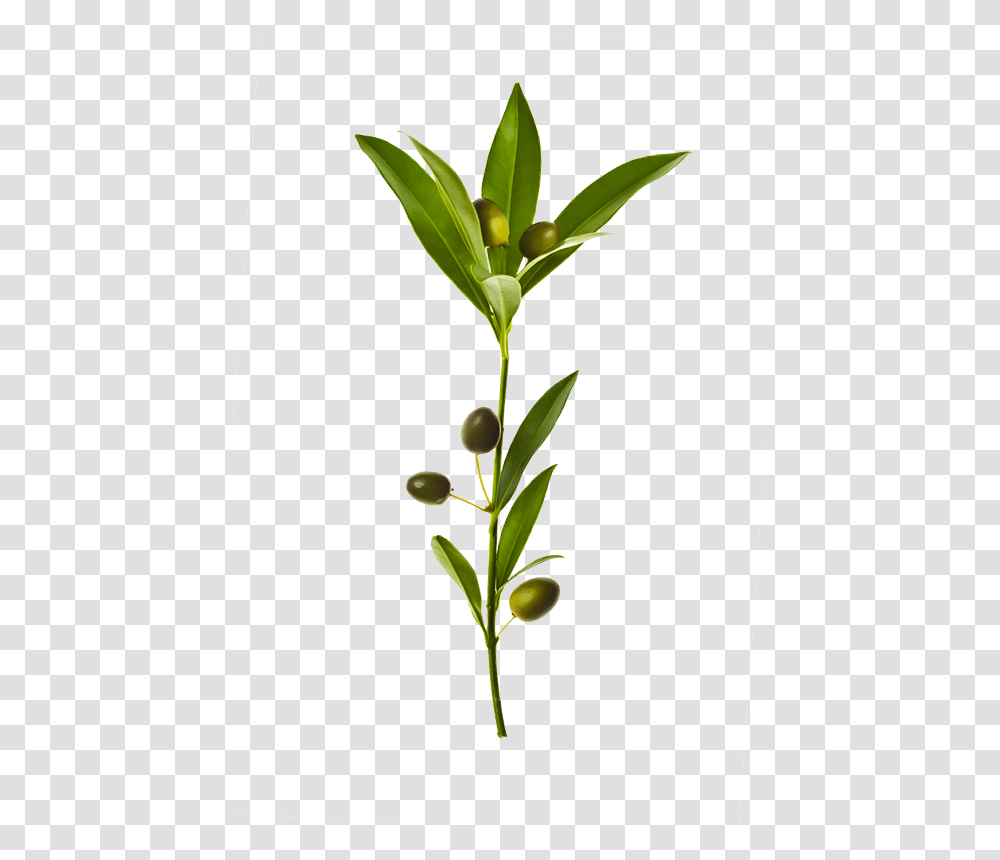 Background Olive Branch, Plant, Bud, Sprout, Flower Transparent Png