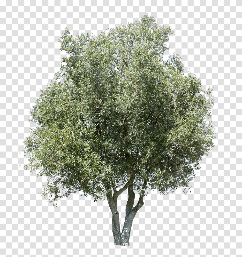 Background Olive Tree Background Olive Tree, Plant, Tree Trunk, Oak, Sycamore Transparent Png
