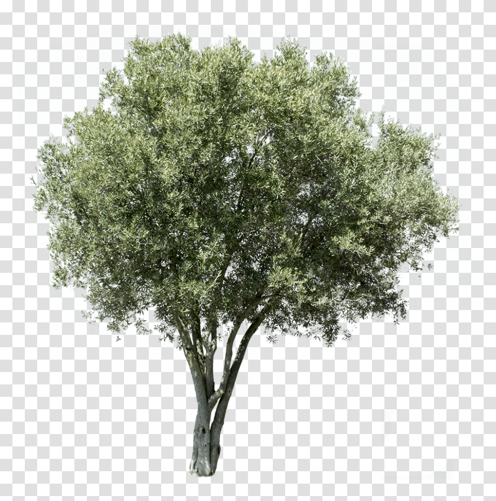Background Olive Tree, Plant, Tree Trunk, Oak Transparent Png
