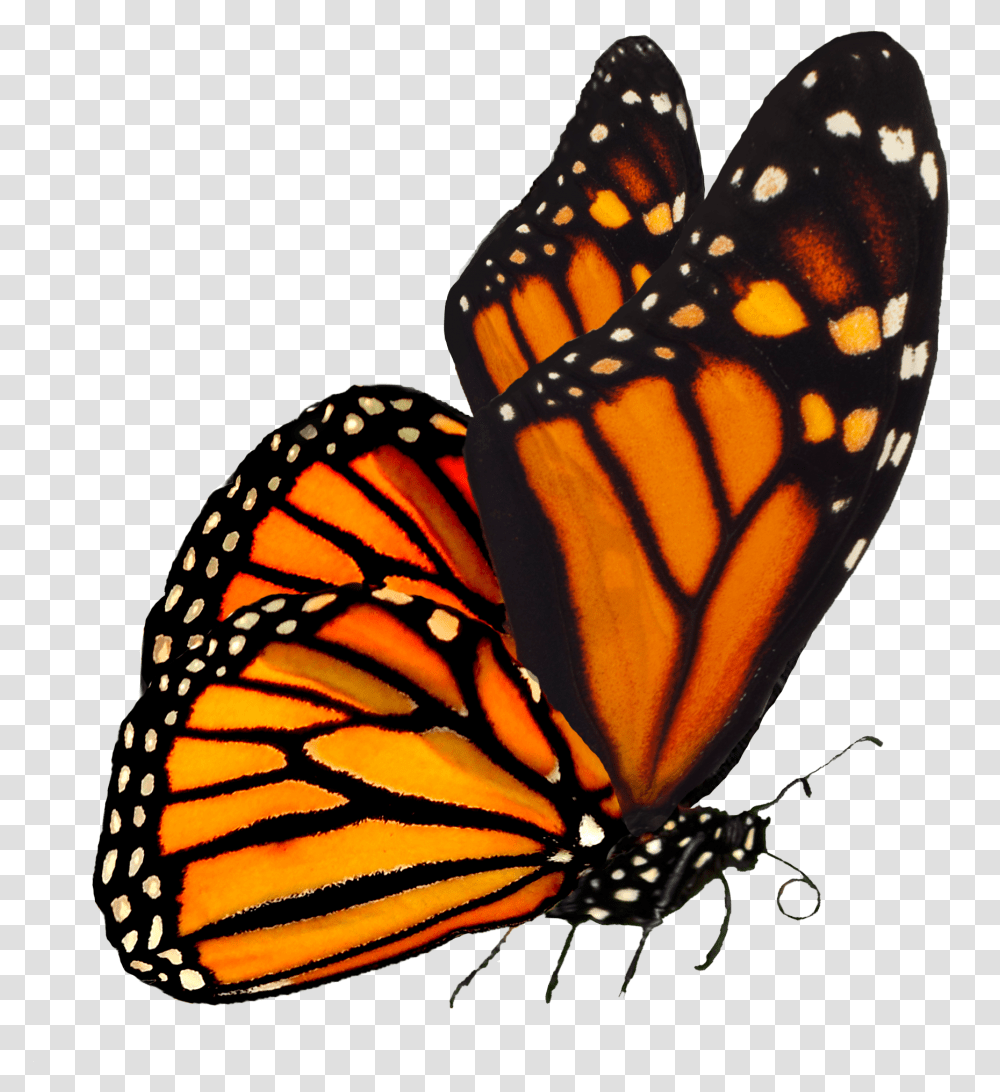 Background Orange Butterfly, Monarch, Insect, Invertebrate, Animal Transparent Png