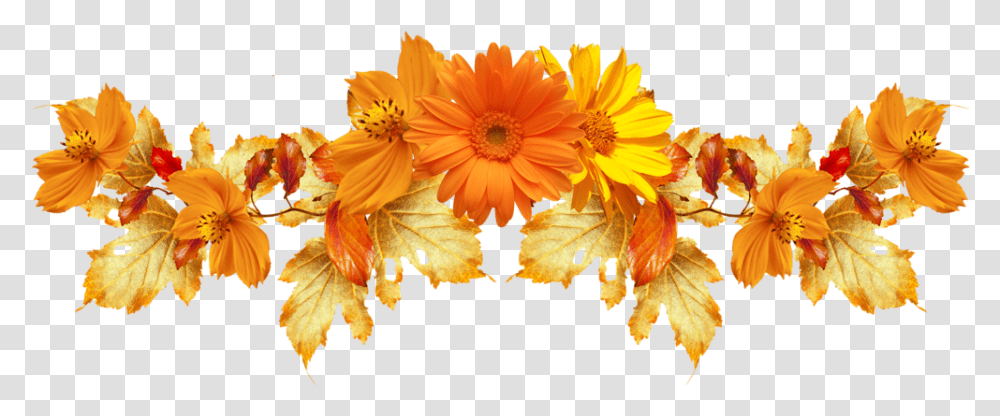 Background Orange Flowers, Leaf, Plant, Blossom, Daisy Transparent Png
