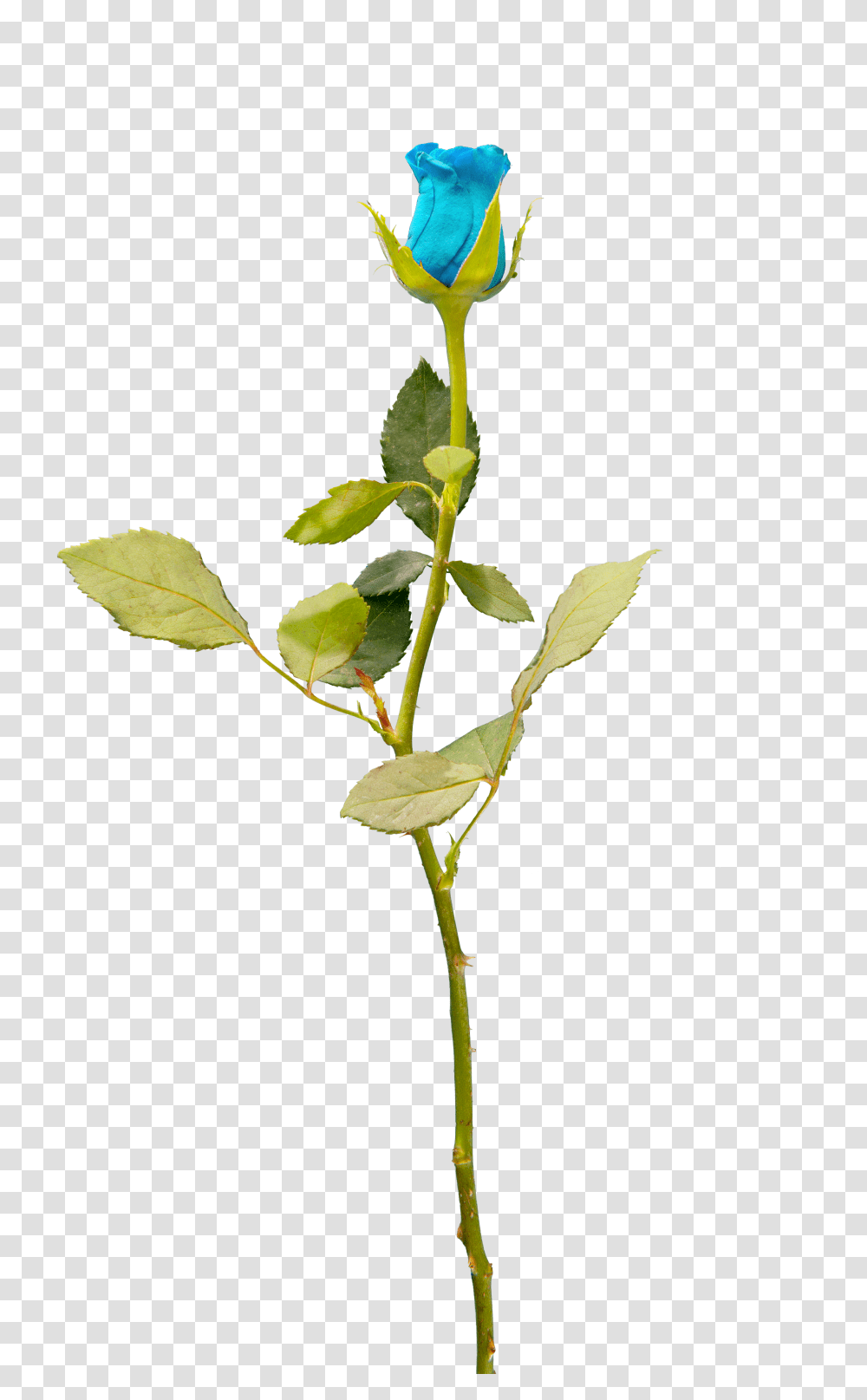 Background Overlay Flower, Plant, Blossom, Leaf, Acanthaceae Transparent Png