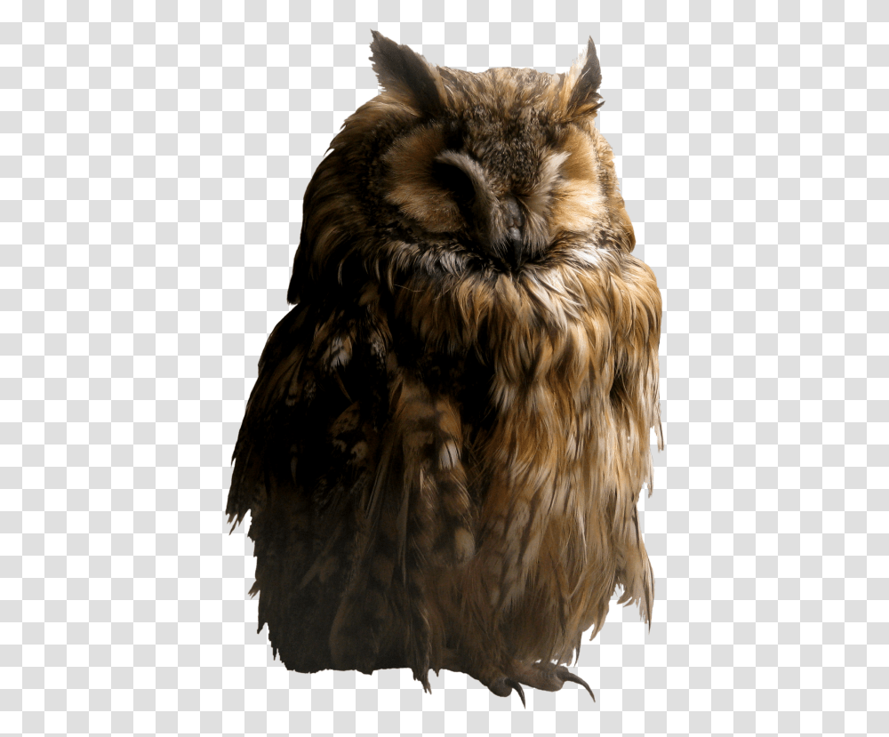 Background Owl Owls, Bird, Animal, Dog, Pet Transparent Png