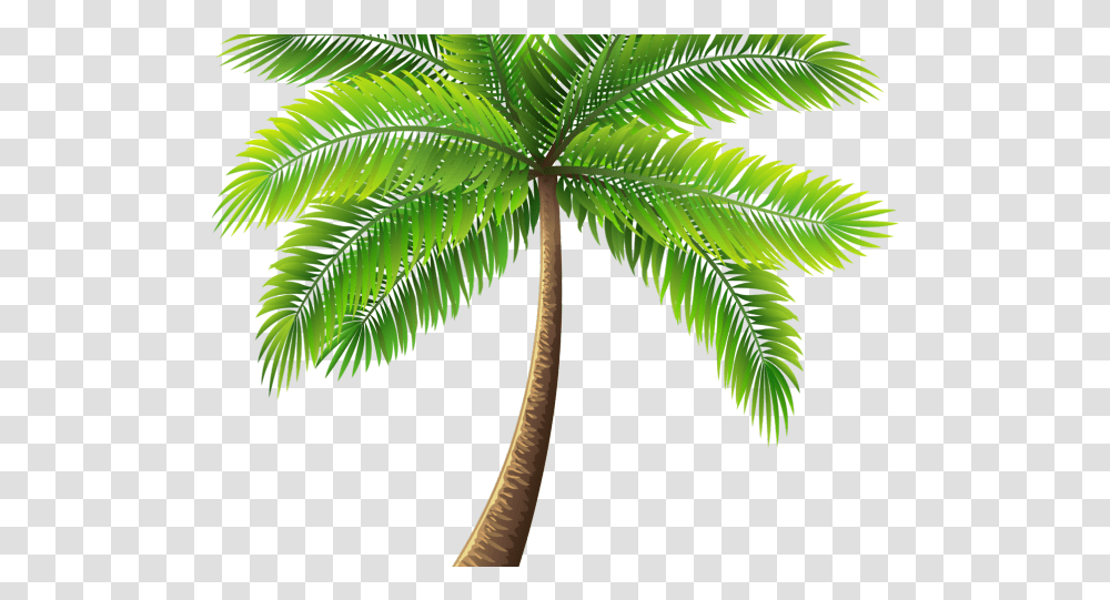 Background Palm Tree, Green, Plant, Leaf, Arecaceae Transparent Png