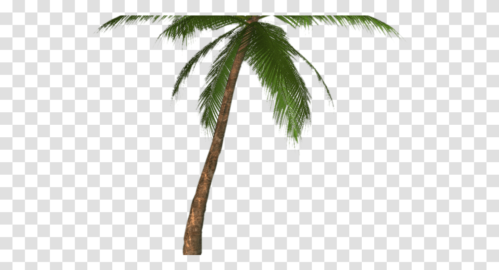 Background Palm Tree, Plant, Arecaceae, Bird, Animal Transparent Png