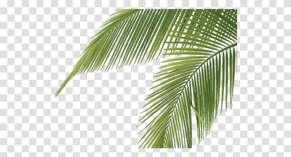 Background Palm Trees, Leaf, Plant, Green, Bird Transparent Png