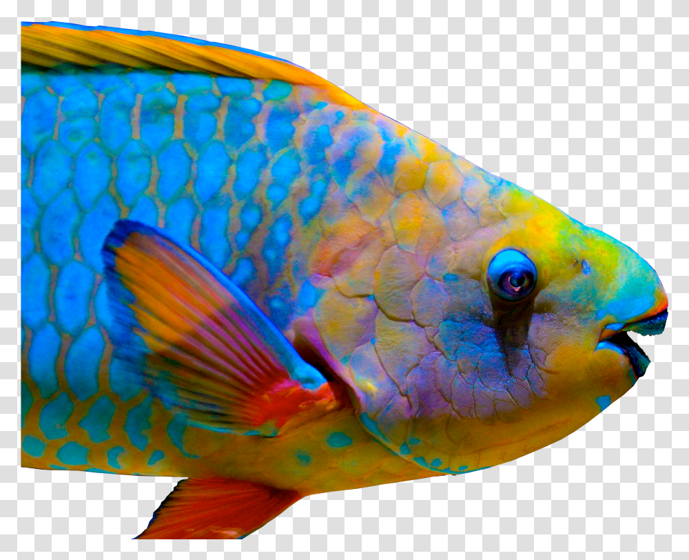 Background Parrot Fish Transparent Png