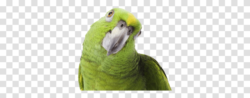 Background Parrot Parrot, Bird, Animal, Beak, Macaw Transparent Png