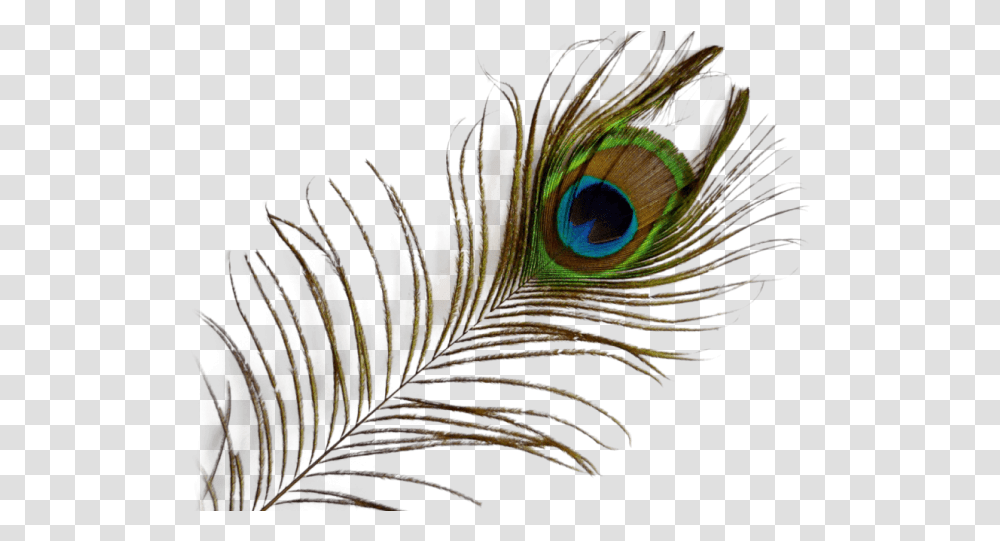 Background Peacock Feather, Animal, Pattern, Fractal, Ornament Transparent Png