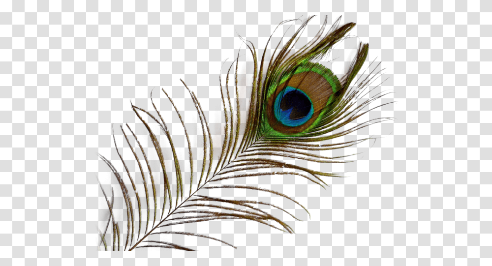 Background Peacock Feather, Pattern, Animal, Ornament, Fractal Transparent Png