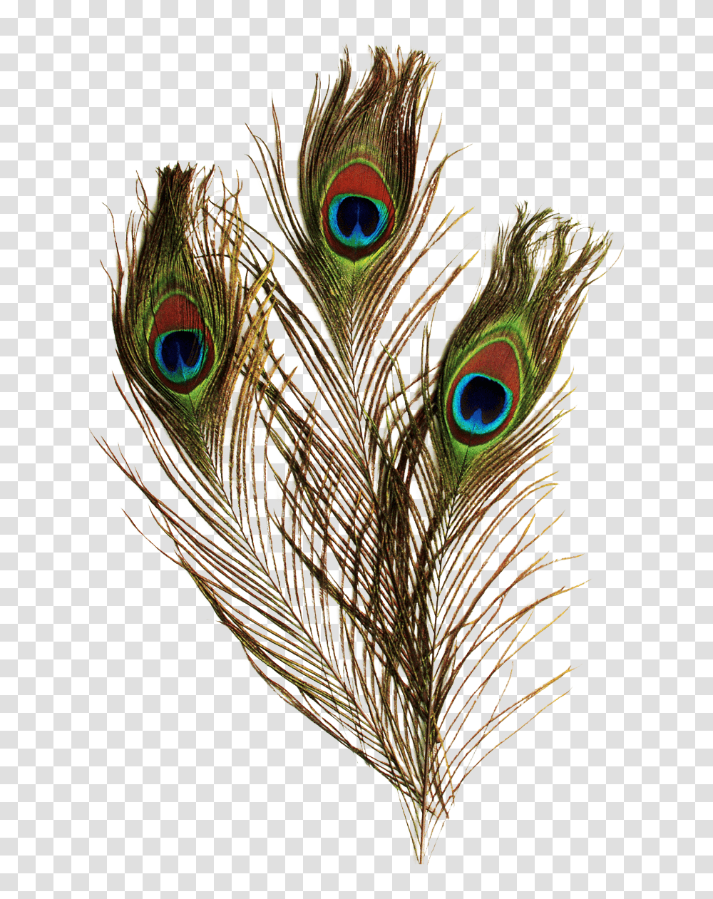 Background Peacock Feathers, Bird, Animal Transparent Png