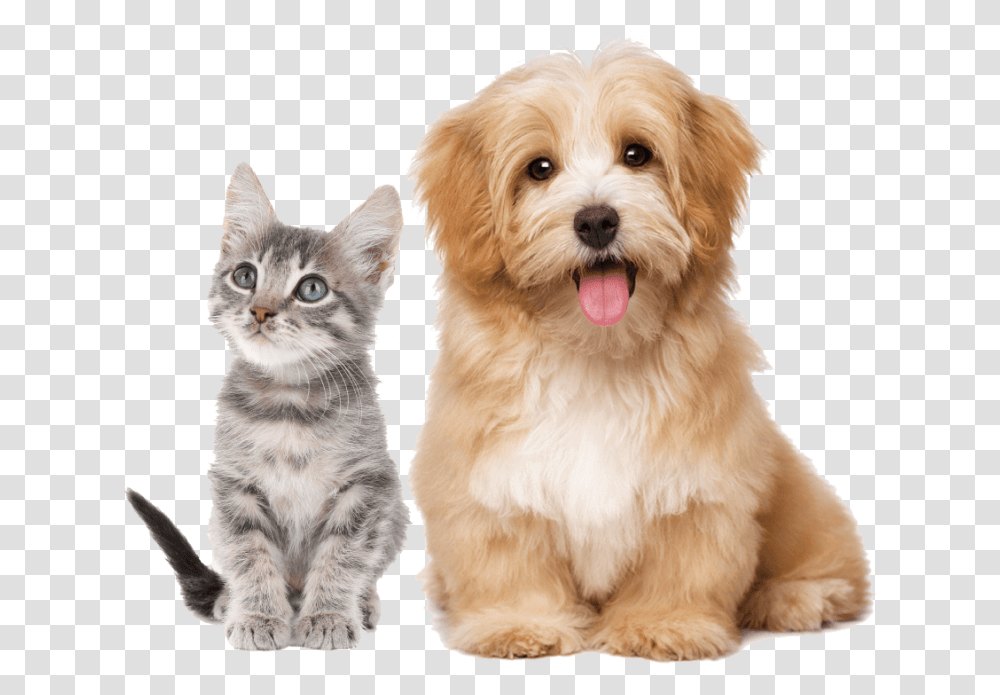 Background Pets Clipart, Dog, Canine, Animal, Mammal Transparent Png