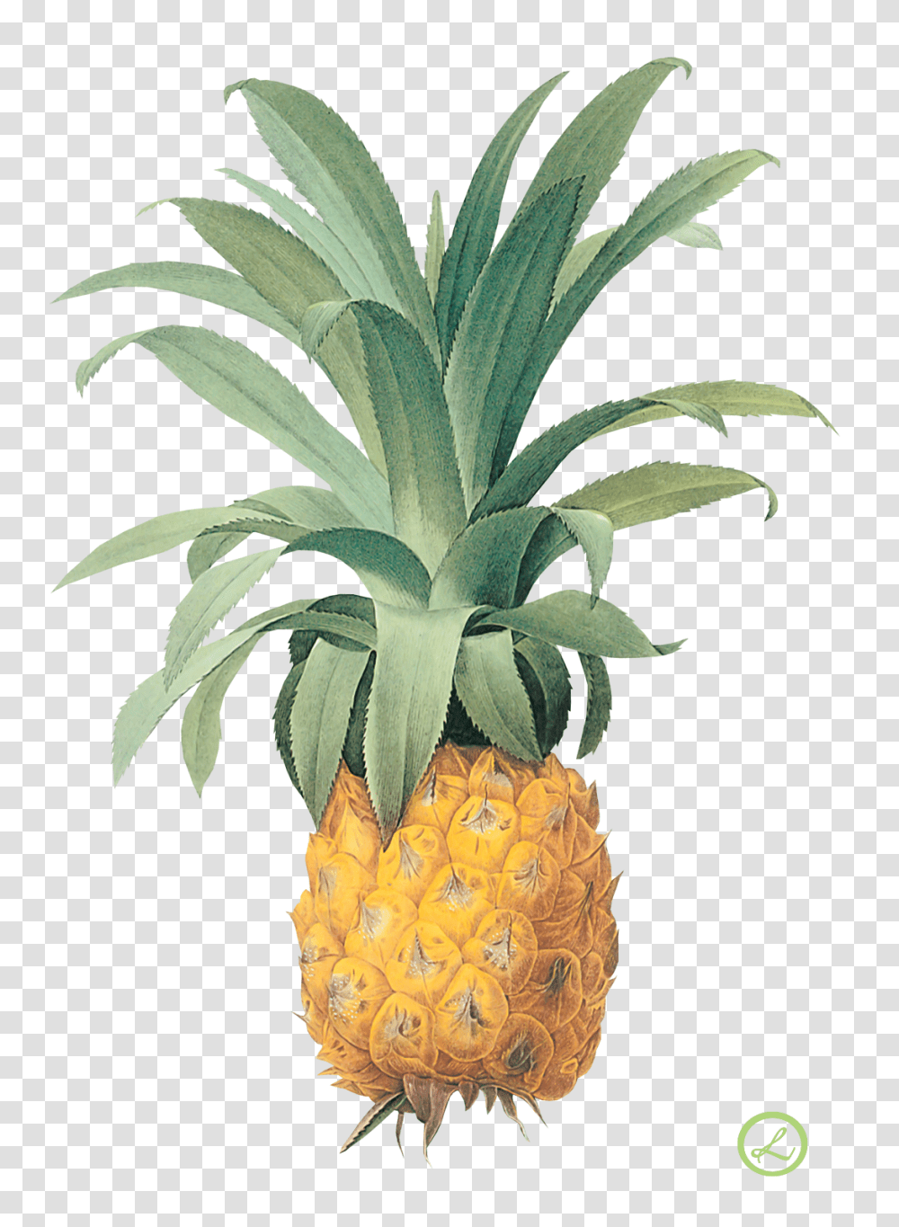 Background Pierre Joseph Redoute Prints Fruits Ananas, Plant, Pineapple, Food, Produce Transparent Png