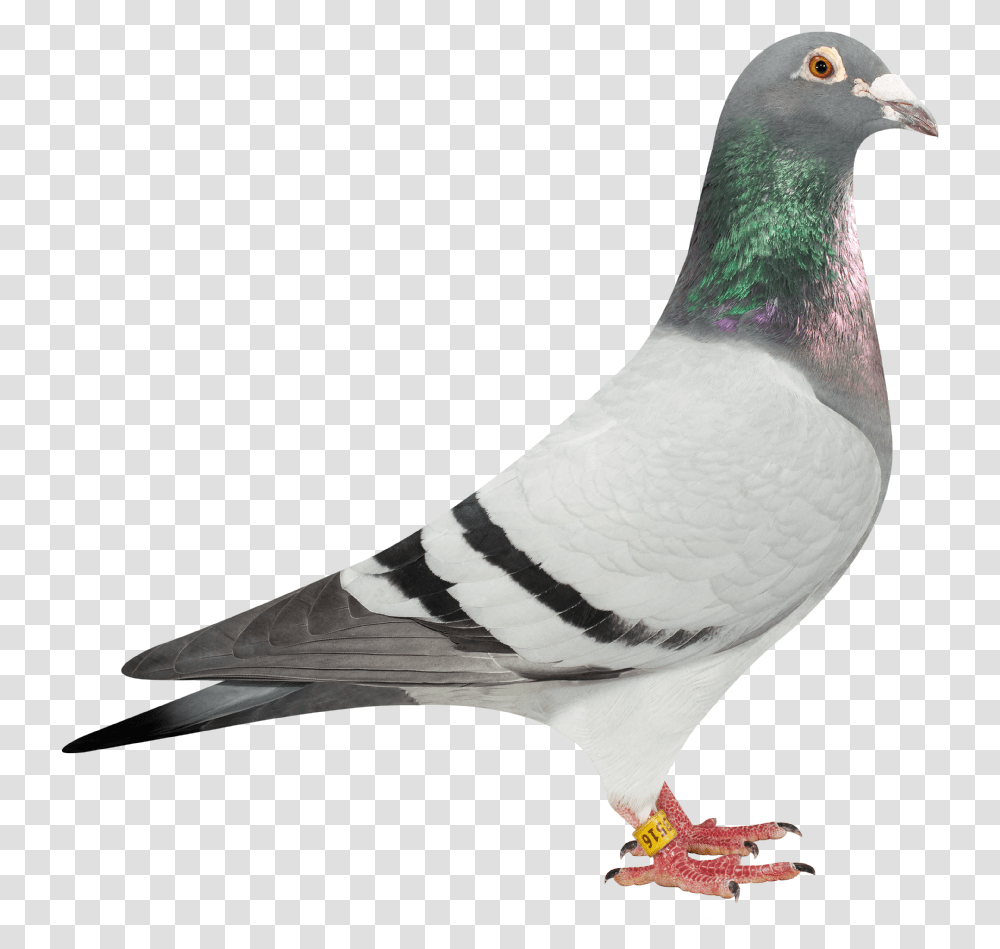 Background Pigeon, Bird, Animal, Dove Transparent Png