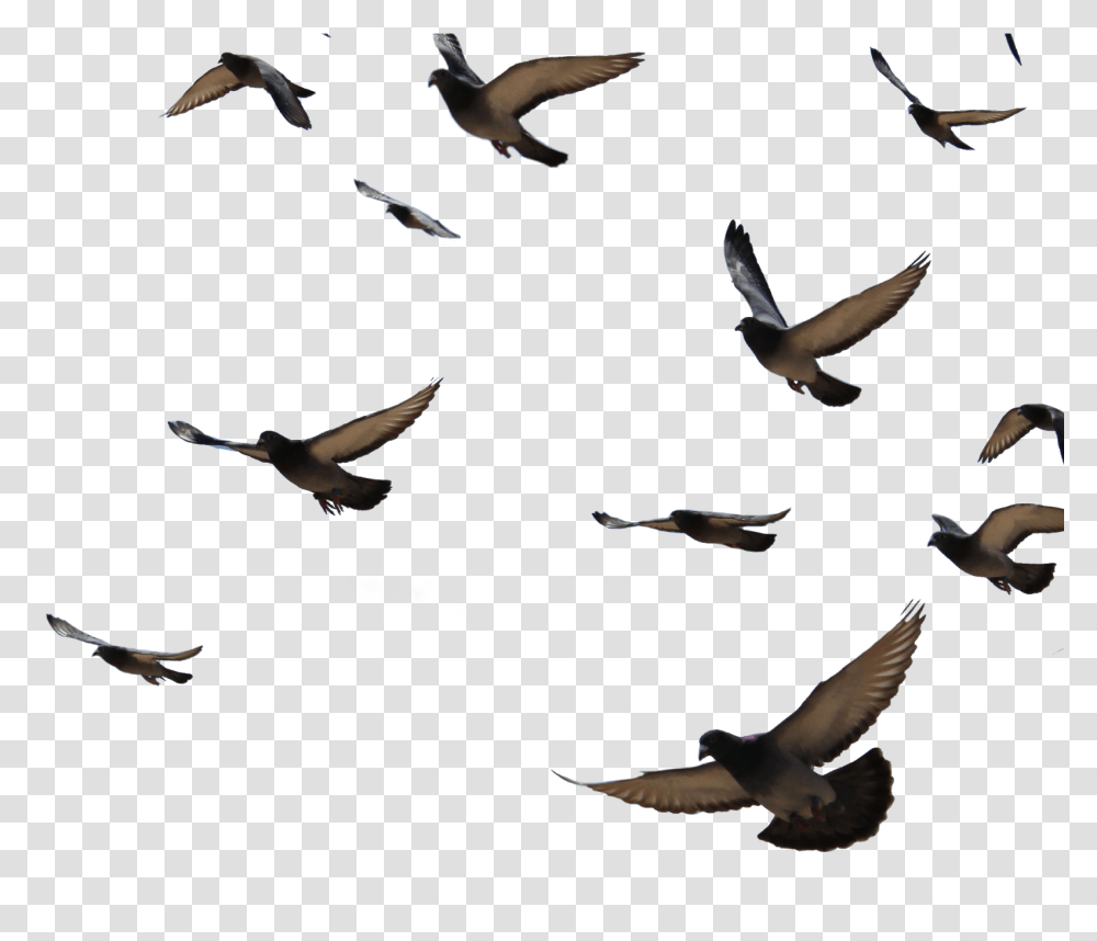 Background Pigeon Flying, Bird, Animal, Flock, Kite Bird Transparent Png