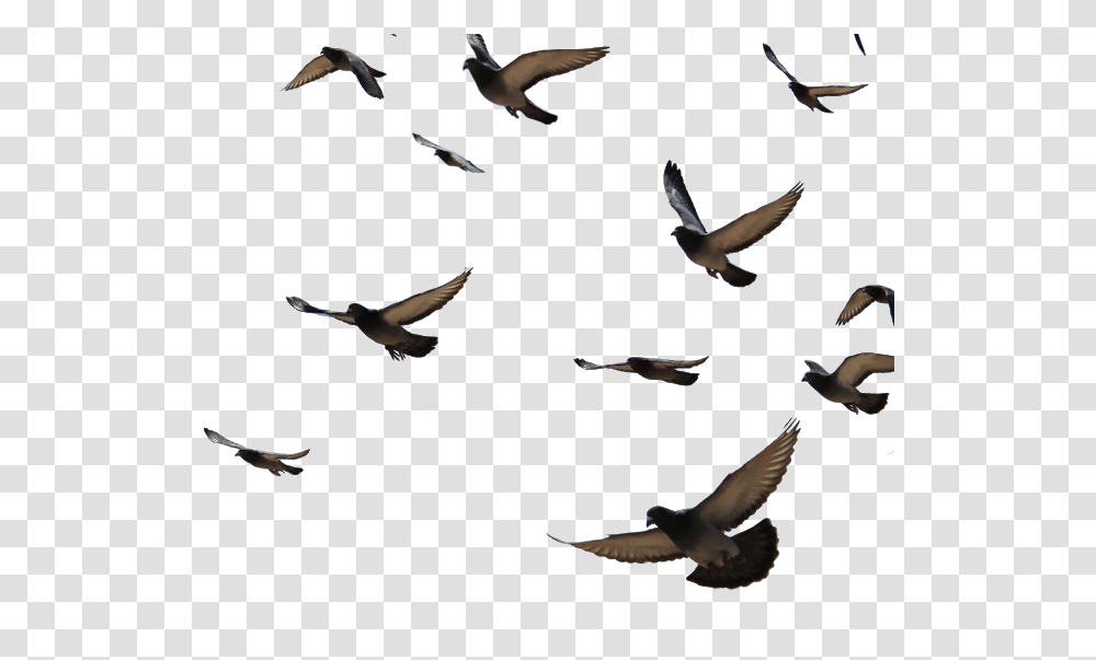 Background Pigeon Flying, Bird, Animal, Flock, Kite Bird Transparent Png