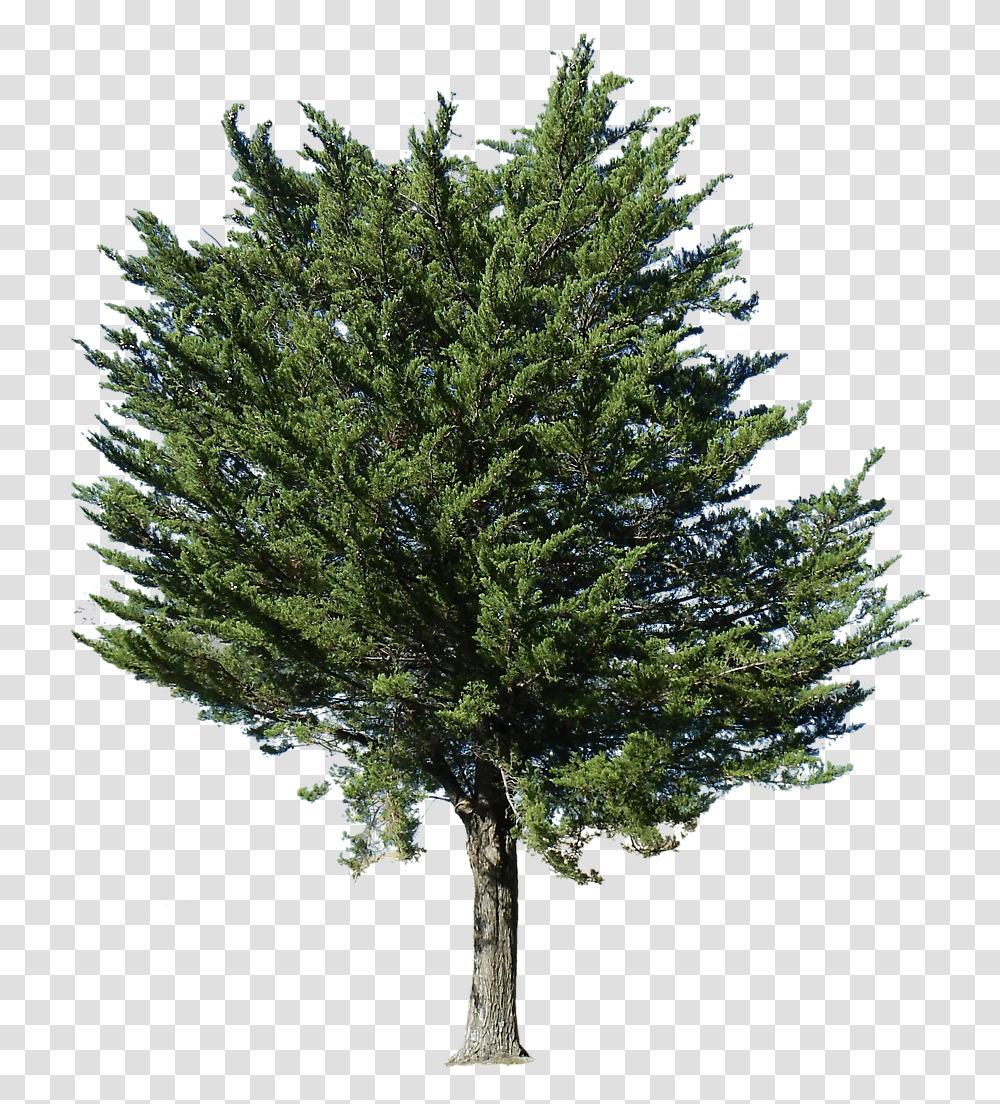 Background Pine Tree, Plant, Fir, Abies, Conifer Transparent Png