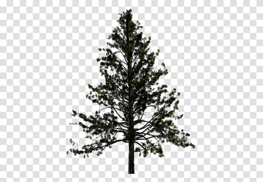 Background Pine Tree, Plant, Outdoors, Nature, Fir Transparent Png