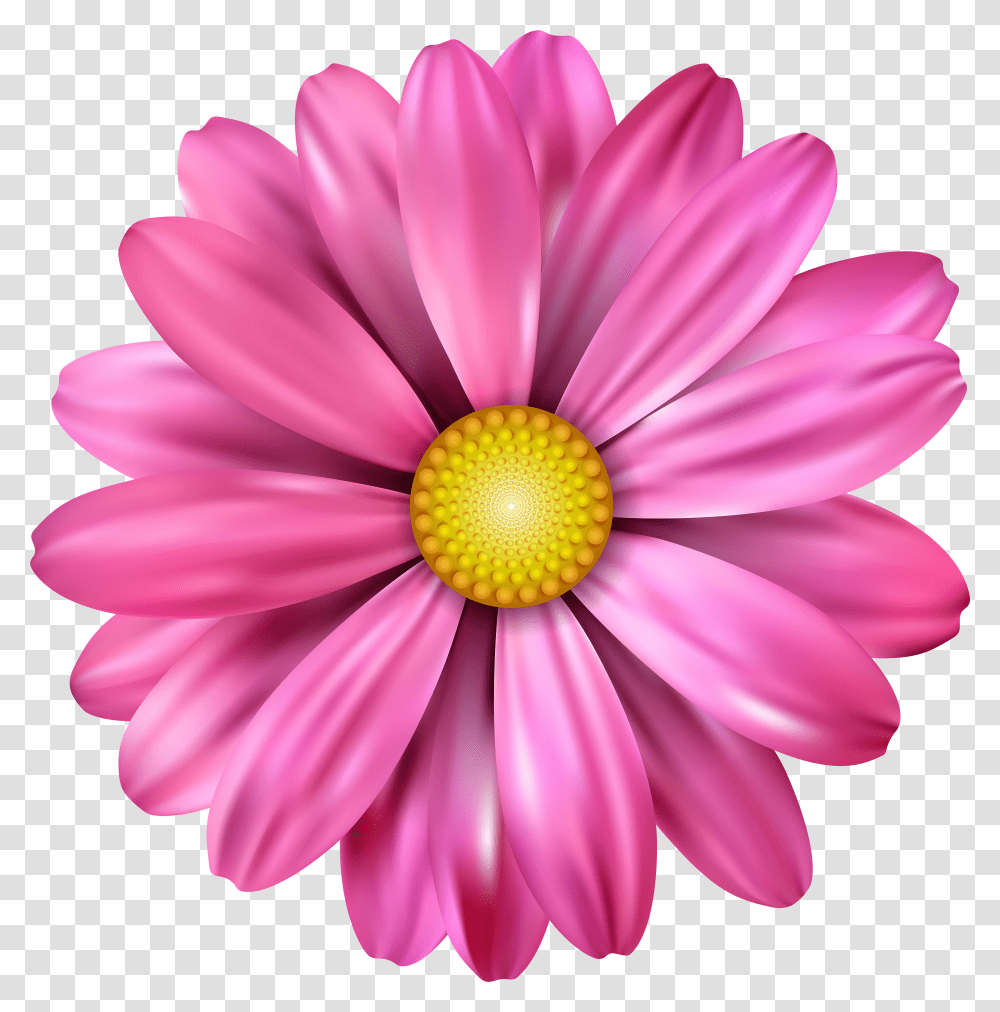Background Pink Daisy Clipart Pink Flower Drawing Transparent Png
