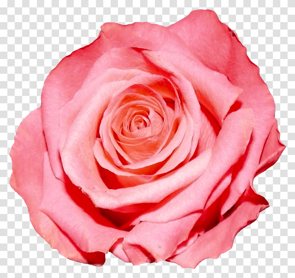 Background Pink Flower, Rose, Plant, Blossom, Petal Transparent Png