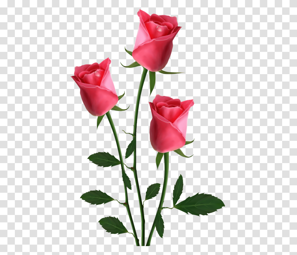 Background Pink Roses Clipart Beautiful Roses Hd, Flower, Plant, Blossom, Petal Transparent Png