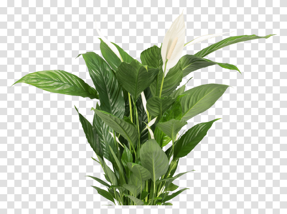 Background Plants, Flower, Blossom, Leaf, Petal Transparent Png