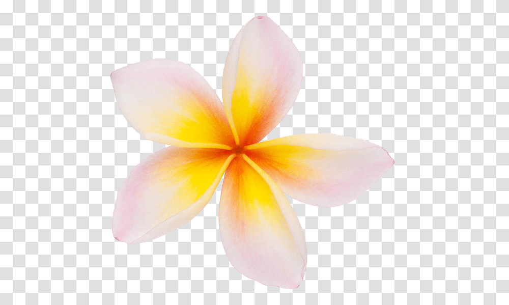 Background Plumeria Flower Frangipani Flower, Petal, Plant, Blossom, Fungus Transparent Png