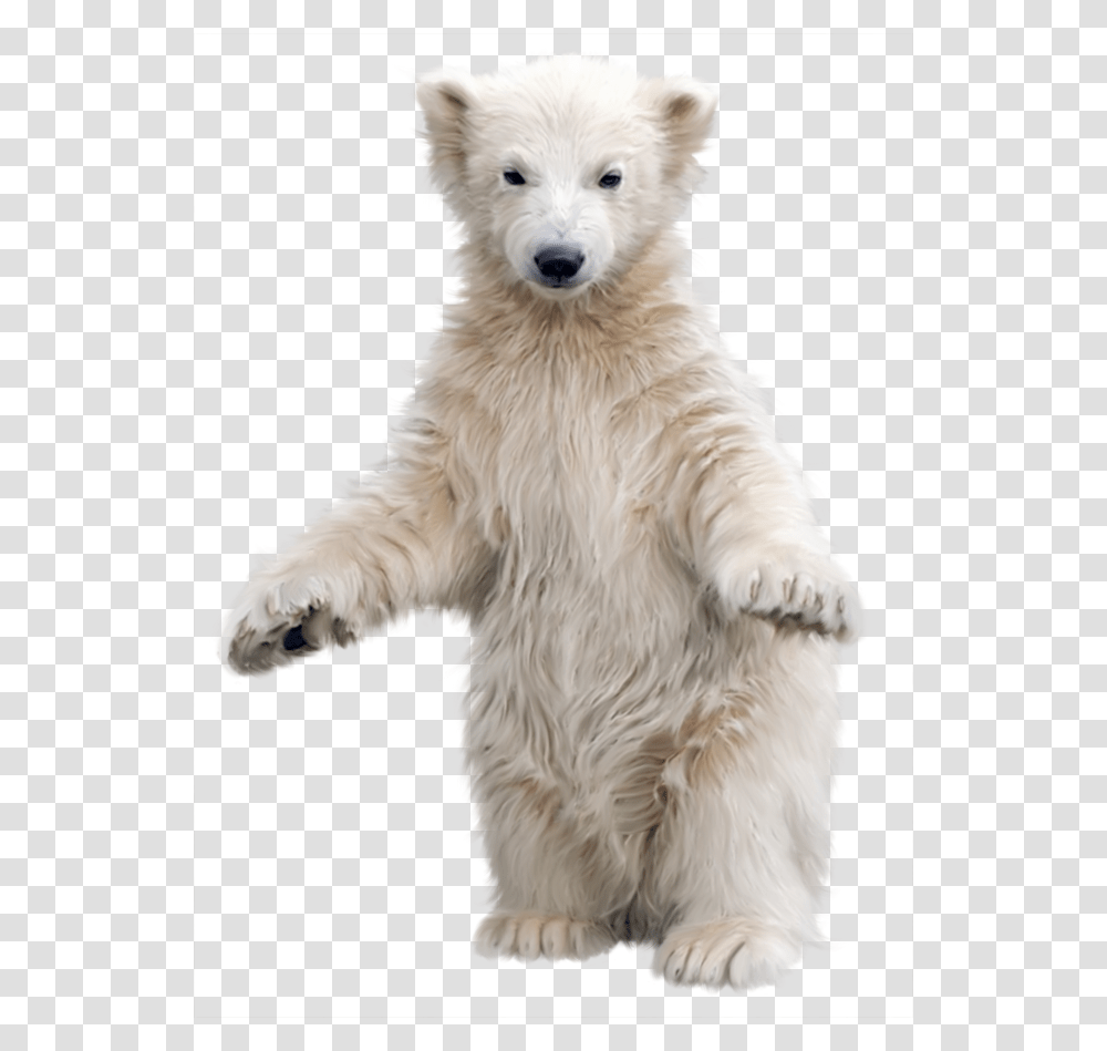 Background Polar Bear, Dog, Pet, Canine, Animal Transparent Png