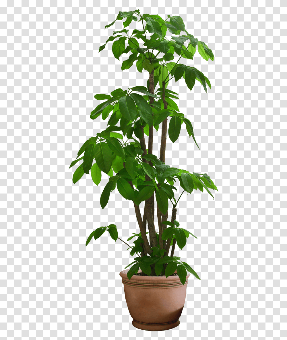 Background Pot Plant, Leaf, Tree, Acanthaceae, Flower Transparent Png