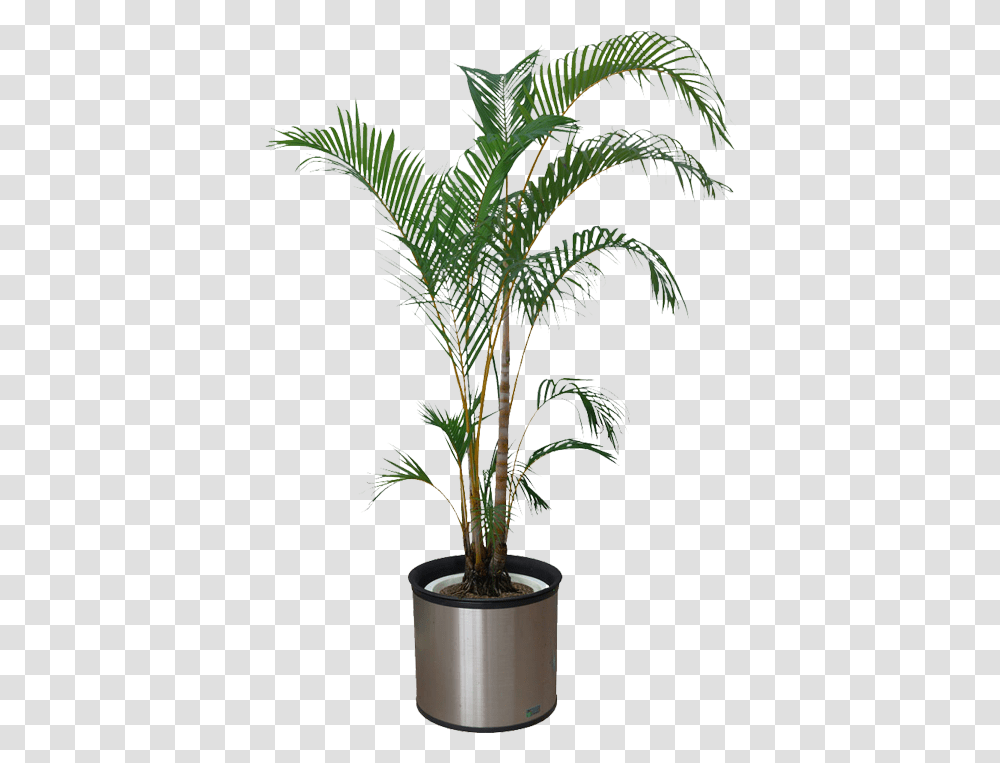 Background Potted Plant, Tree, Palm Tree, Arecaceae Transparent Png