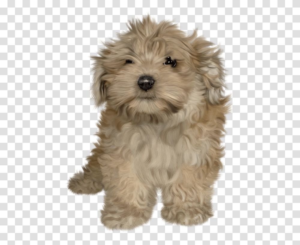 Background Puppy, Dog, Pet, Canine, Animal Transparent Png