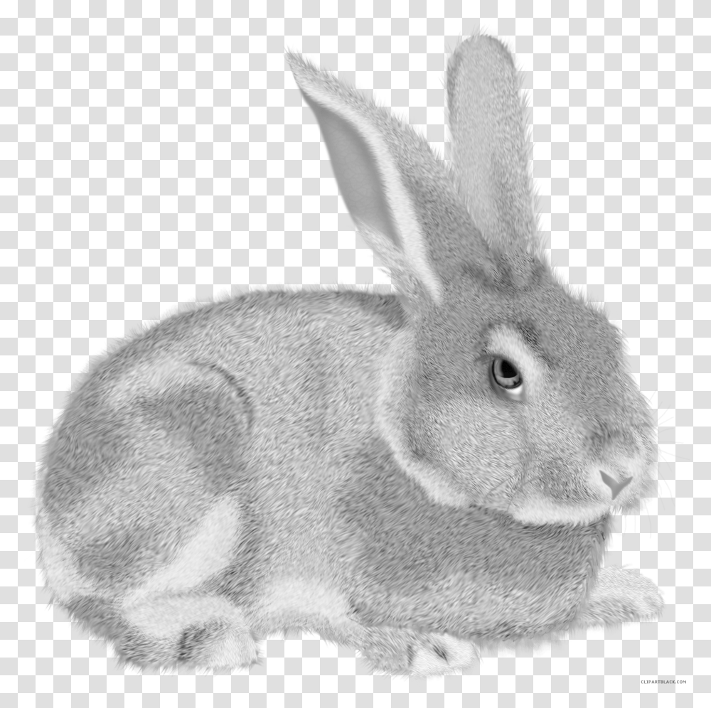 Background Rabbit Clipart, Hare, Rodent, Mammal, Animal Transparent Png