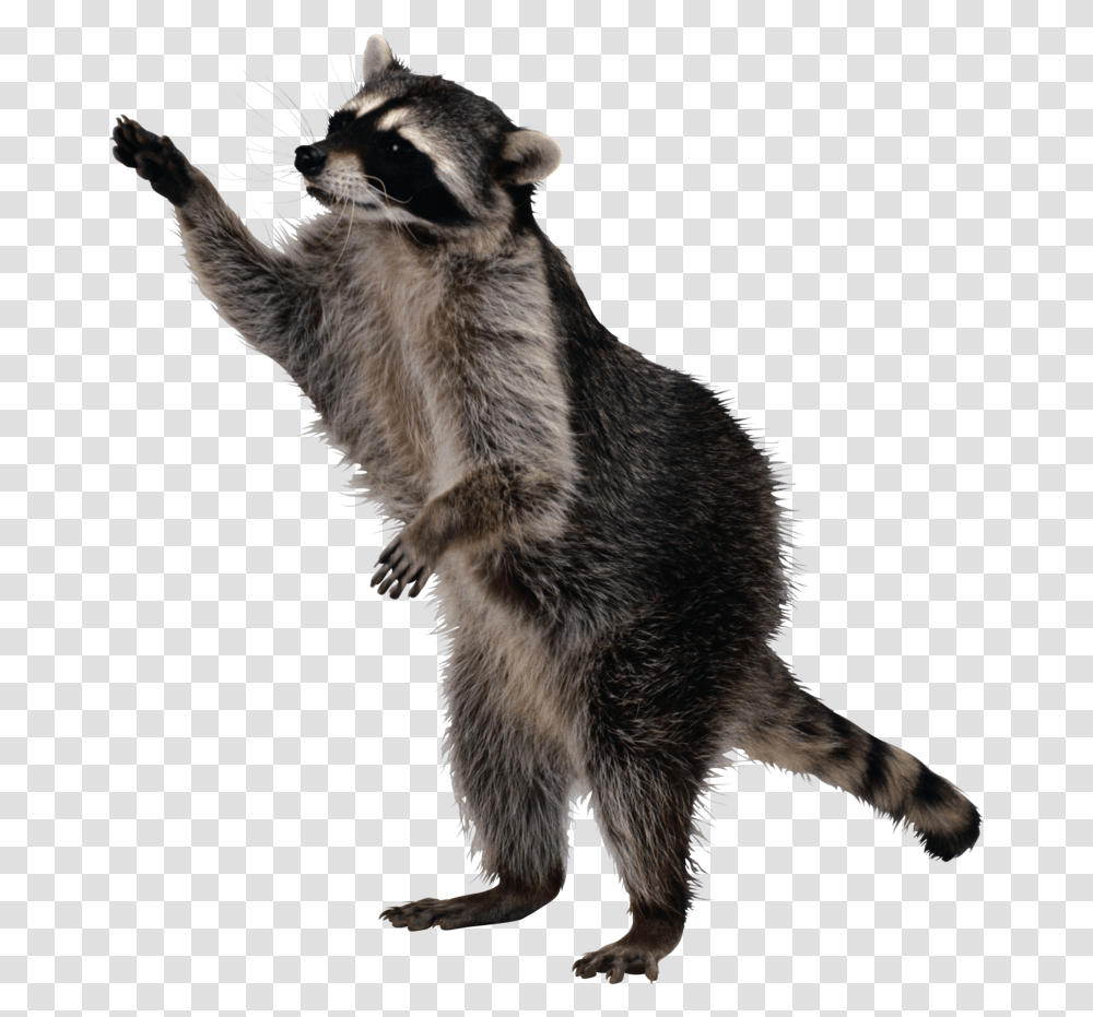 Background Raccoon, Animal, Mammal, Cat, Pet Transparent Png