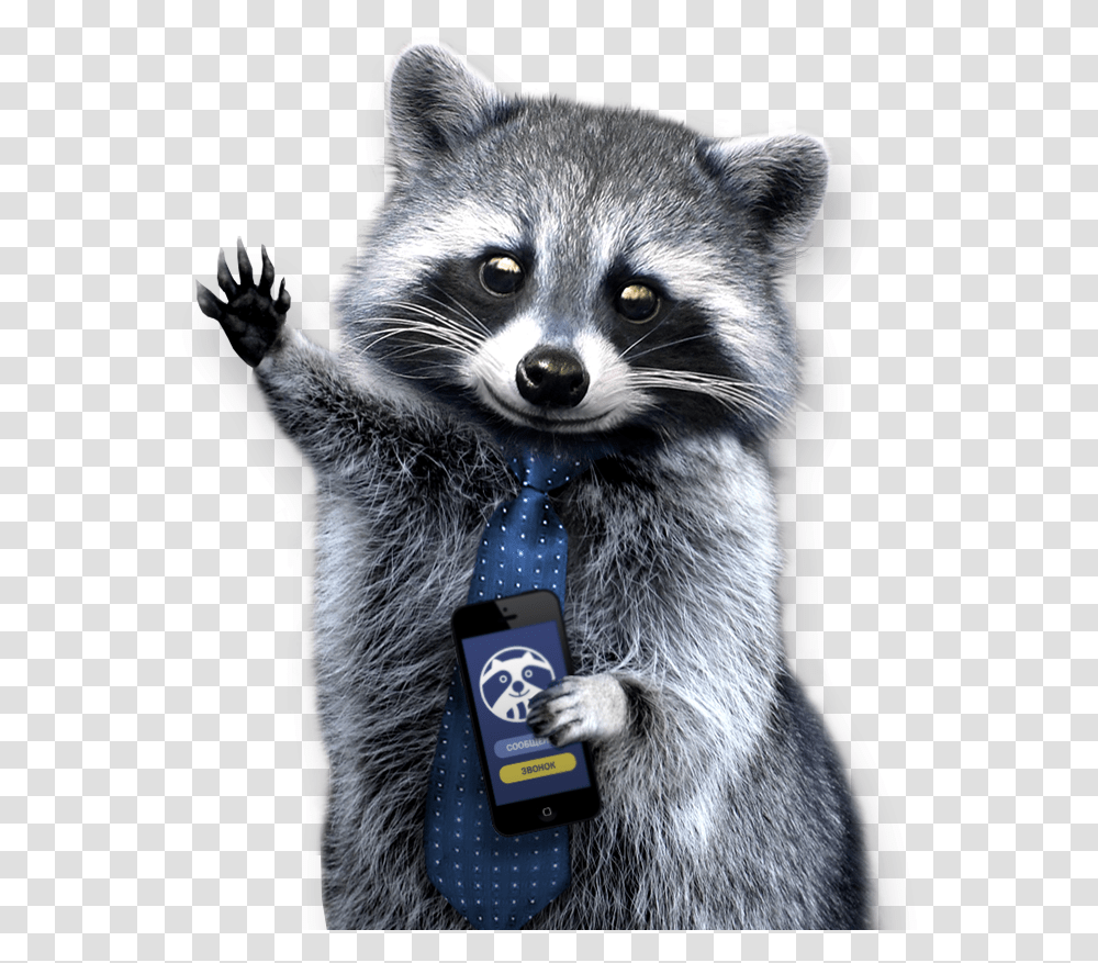 Background Raccoon, Mammal, Animal, Mobile Phone, Electronics Transparent Png