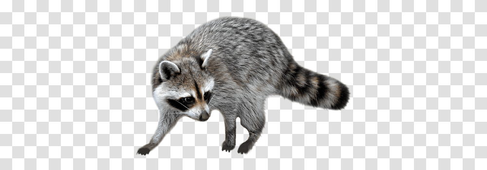 Background Raccoon, Mammal, Animal, Rat, Rodent Transparent Png