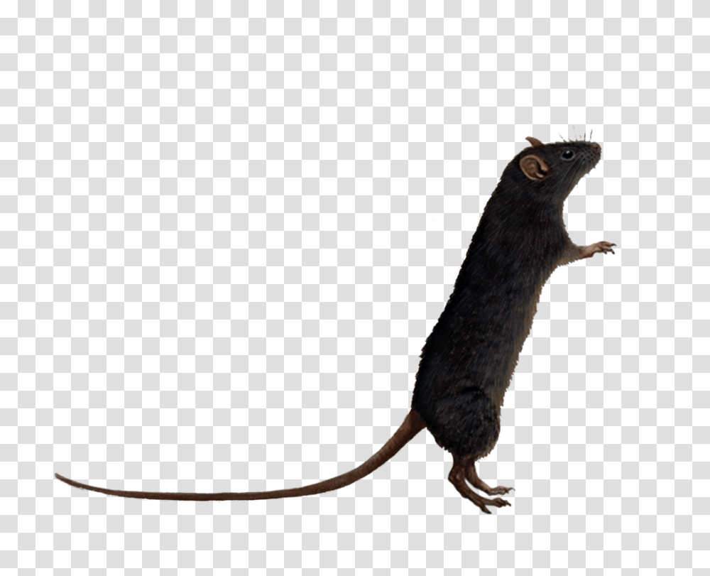 Background Rat Clipart Background Rat Clipart, Rodent, Mammal, Animal, Kangaroo Transparent Png