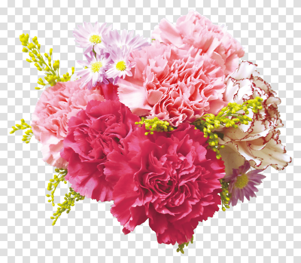 Background Real Flowers, Plant, Blossom, Carnation Transparent Png