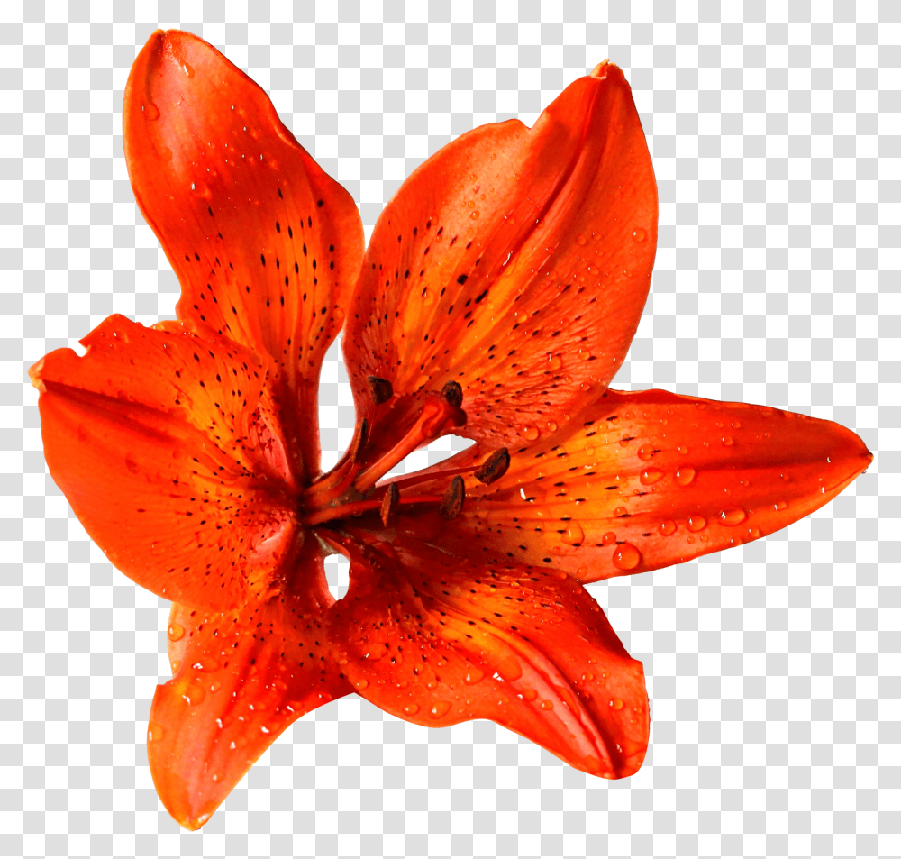 Background Real Flowers, Plant, Lily, Blossom, Fungus Transparent Png
