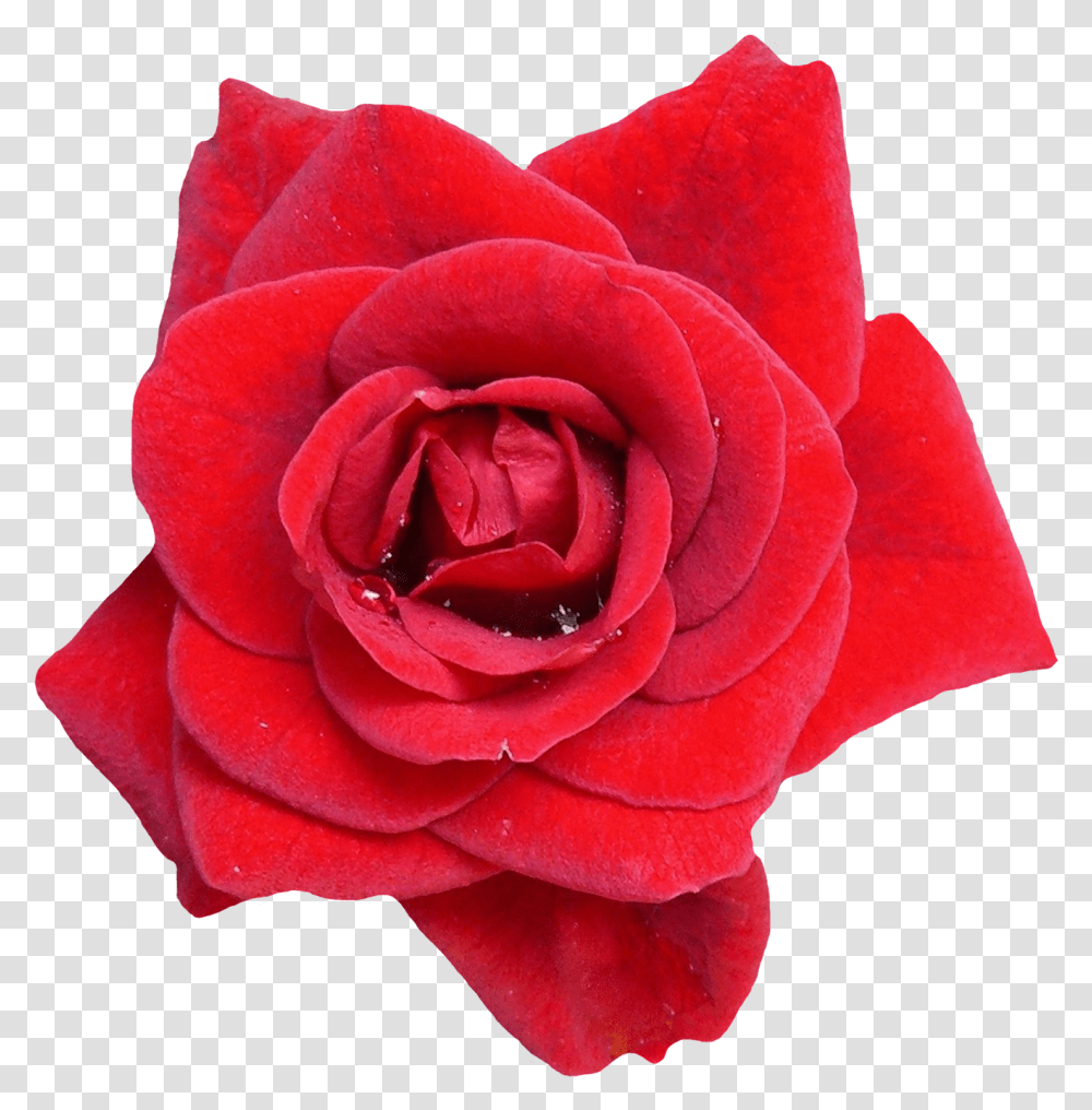 Background Red Flower, Rose, Plant, Blossom, Petal Transparent Png