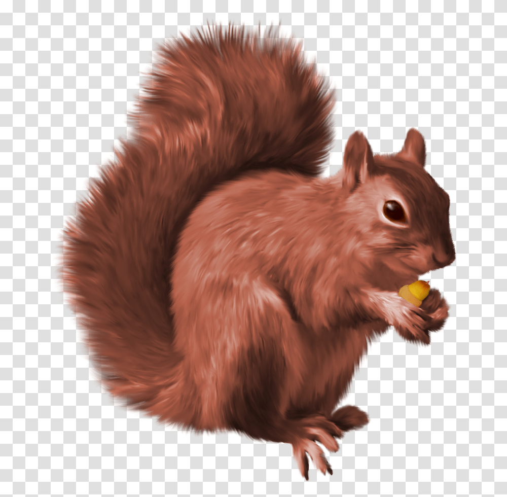 Background Red Squirrel Clipart, Eating, Food, Mammal, Animal Transparent Png