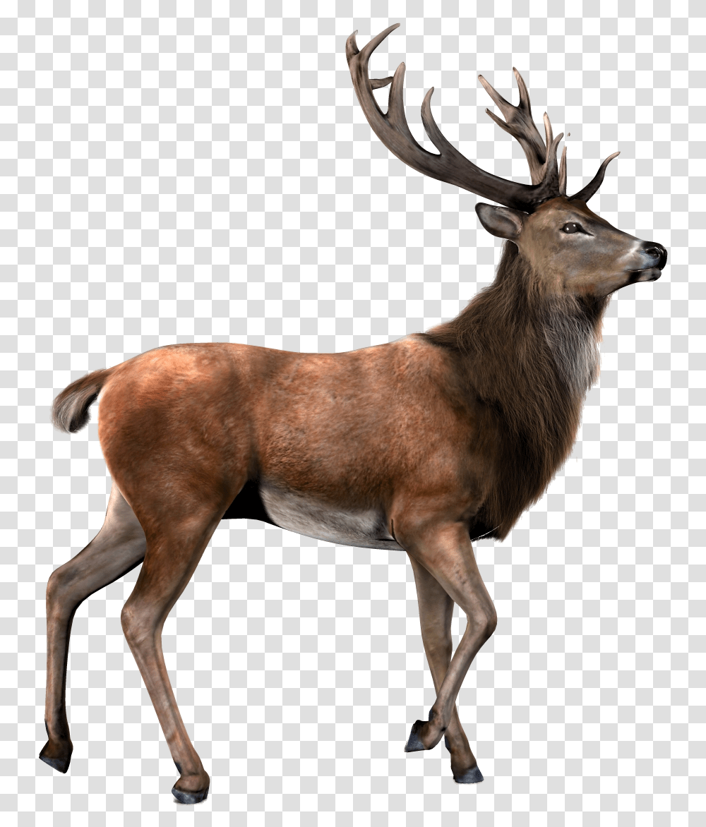 Background Reindeer, Elk, Wildlife, Mammal, Animal Transparent Png