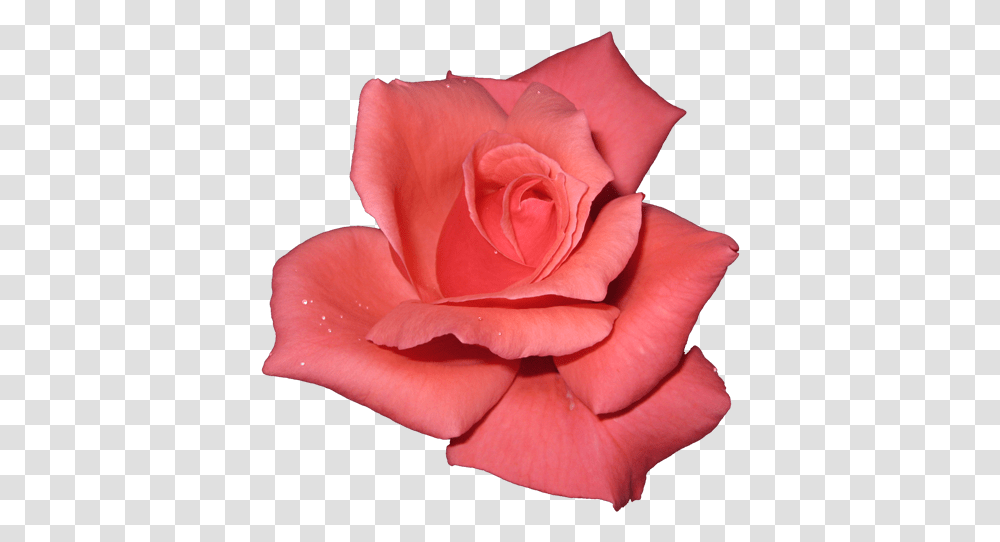 Background Rose, Flower, Plant, Blossom, Petal Transparent Png