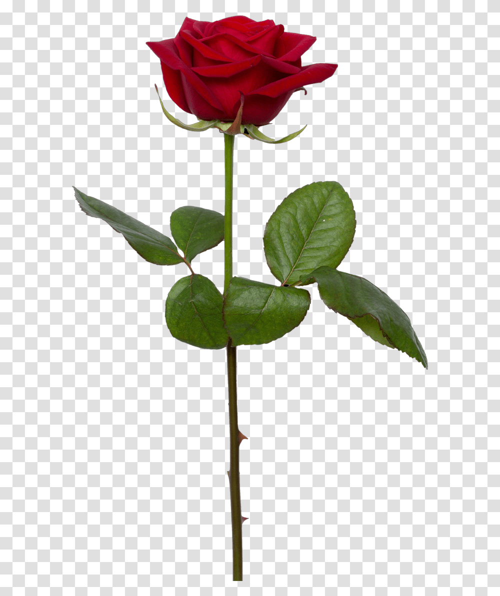 Background Rose, Plant, Flower, Blossom, Leaf Transparent Png