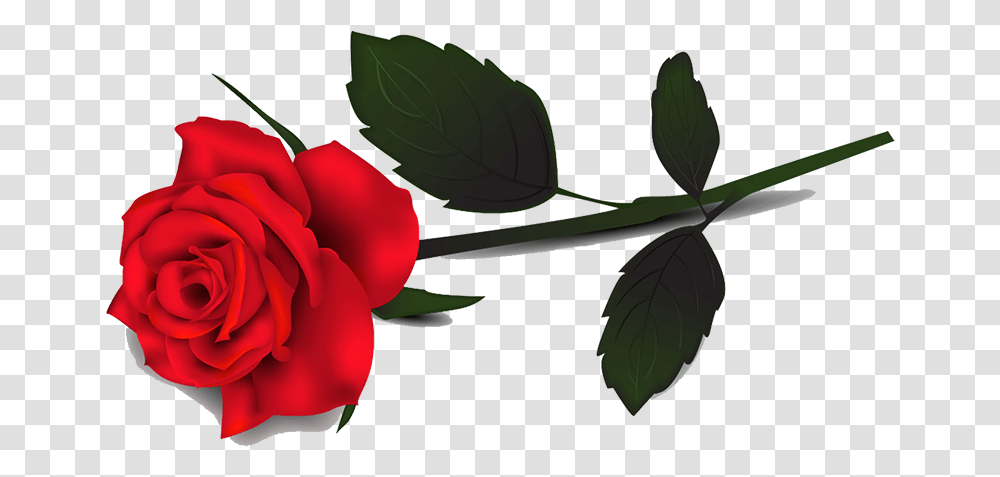 Background Rose, Plant, Flower, Blossom, Leaf Transparent Png