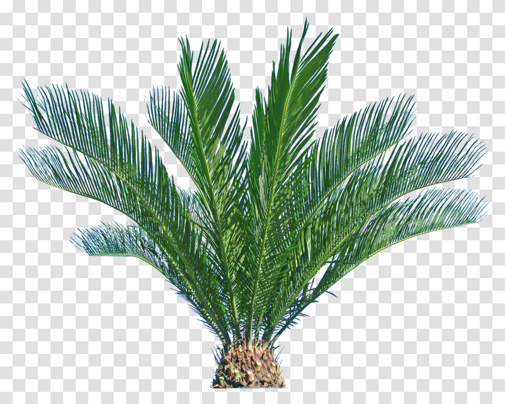 Background Sago Palm, Plant, Tree, Palm Tree, Arecaceae Transparent Png