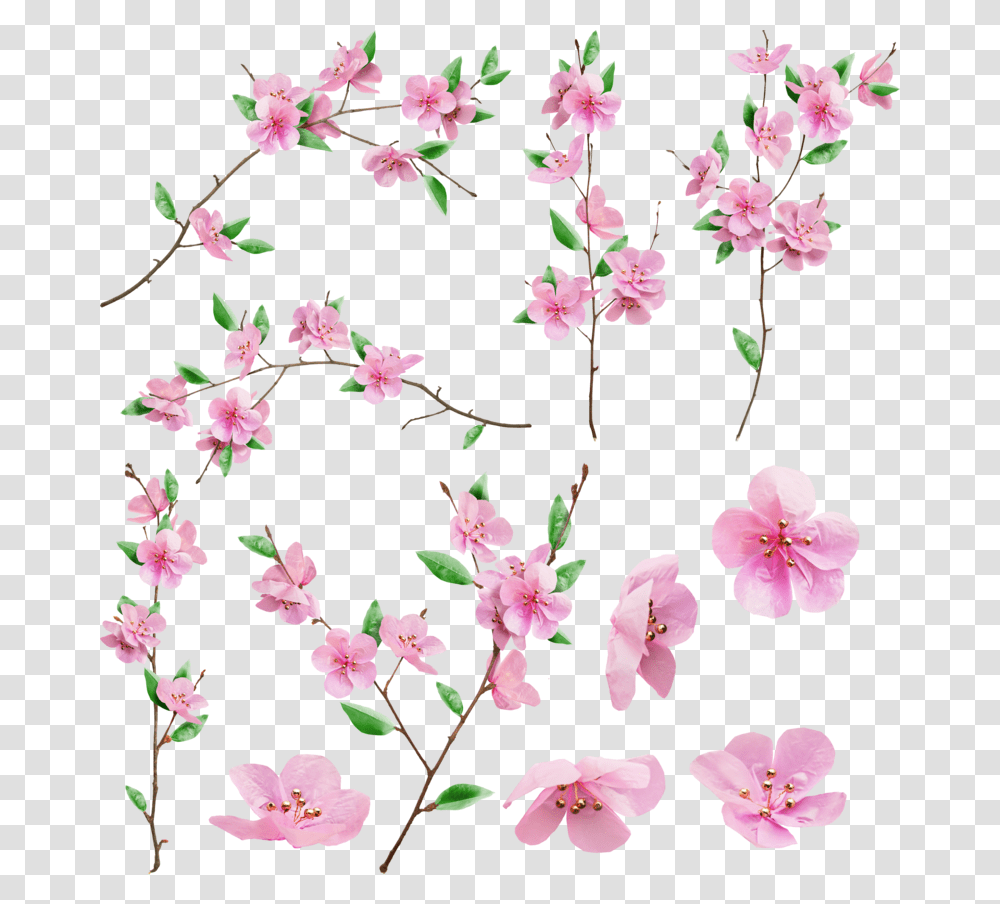 Background Sakura Drawing Sakura Flower, Plant, Blossom, Cherry Blossom, Petal Transparent Png