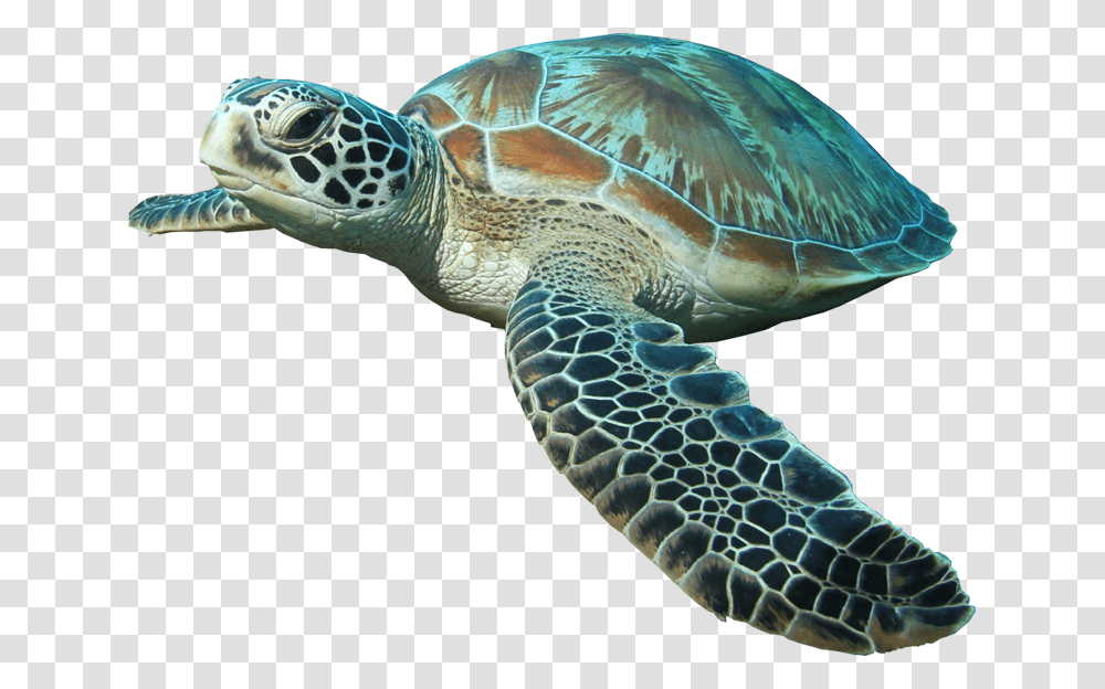 Background Sea Turtle, Reptile, Sea Life, Animal, Tortoise Transparent Png