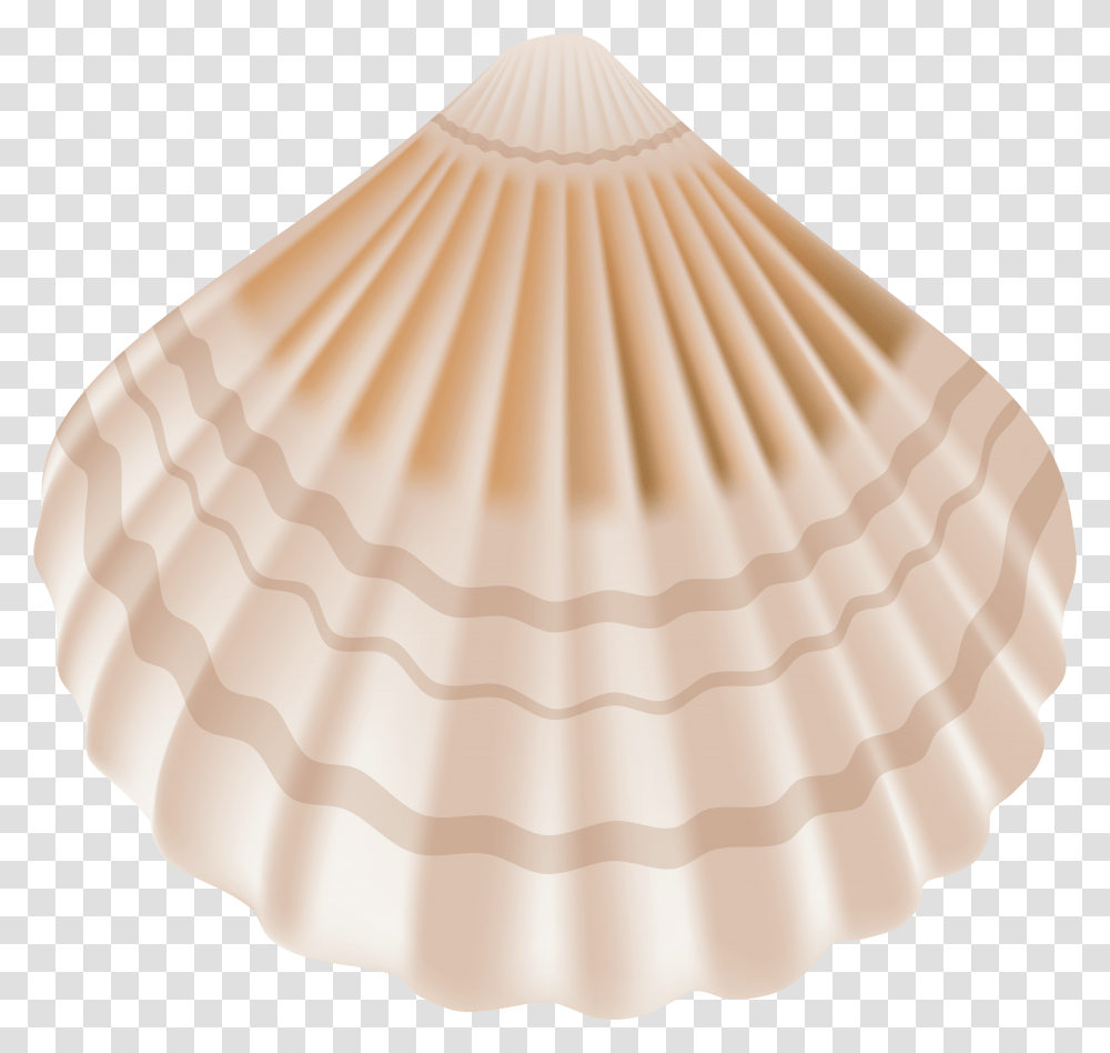 Background Seashell Transparent Png